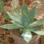 Agave sp