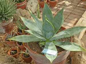 Agave sp