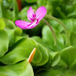 Butterwort (Pinguicula "Weser" cultivar)