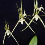 Brassia maculata