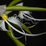 Epidendrum ciliare