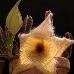 Stapelia gigantea