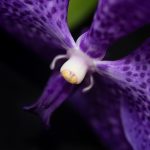 Vanda orchid