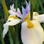 Dietes grandiflora