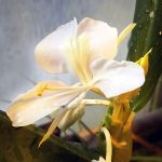 Hedychium coronarium