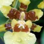 Oncidium sphacelatum