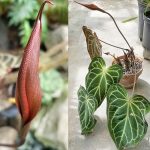 Anthurium crystallinum