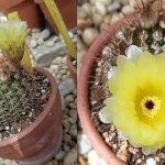 Notocactus schlosseri