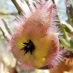 Stapelia hirsuta