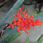 Aechmea miniata