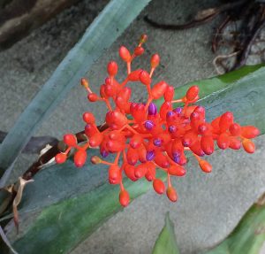 Aechmea miniata