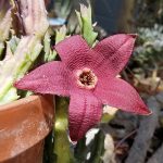 Stapelia comparabius