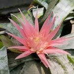 Aechmea fasciata