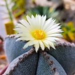 Astrophytum myroistigma