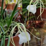 Brassavola nodosa