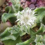 Mesembryanthemum crystallinum