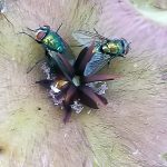 Blow flies on Stapelia hirsuta