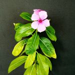 Catharanthus roseus