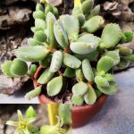 Cotyledon tomentosa