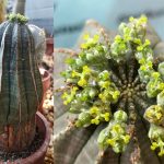 Euphorbia obesa