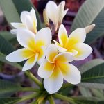 Plumeria rubra