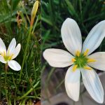 Zephyranthes candida