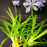 Agapanthus praecox minimus