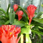 Billbergia pyramidalis