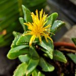 Faucaria felina