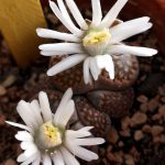 Lithops hallii