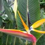 Strelitzia reginae