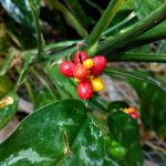 Aglaonema commutatum