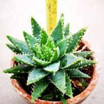 Aloe brevifolia