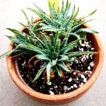 Aloe humilis