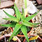 Aloe melanacantha