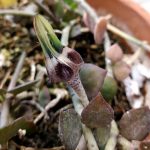 Ceropegia radicans