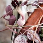 Ceropegia woodii