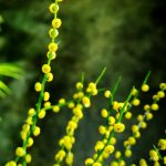 Chamaedorea elegans bella female inflorescence