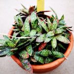 Gasteria bicolor var. lilliputana