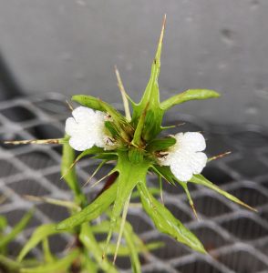 ESC5001 Blepharis capensis inflorescence