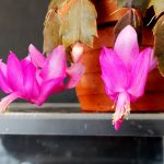 Schlumbergera truncata