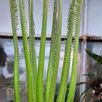 Cycas circinalis