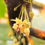 Theobroma cacao