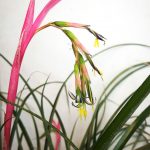 Queen's Tears [Billbergia nutans]