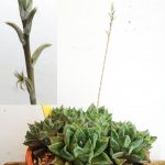 Haworthia cuspidata