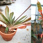 Gasteria obtusa