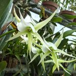 Angraecum sesquipedale