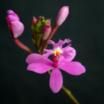 Epidendrum ibaguense