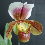 Paphiopedilum