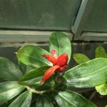 Costus lucanusianus